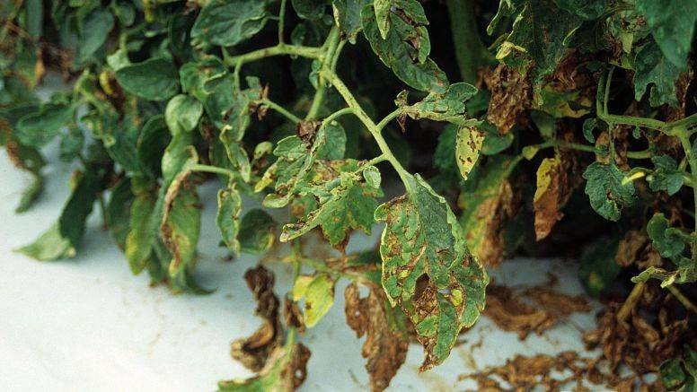 bacterial-spot-Xanthomonas-vesicatoria-Daño-en-planta-Edward-Sikora-Auburn-University-Bugwood_opt (1) destacada - copia|Imagen3